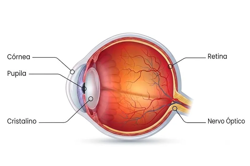 Diagrama anatômico do olho humano com córnea, pupila, cristalino, retina e nervo óptico identificados